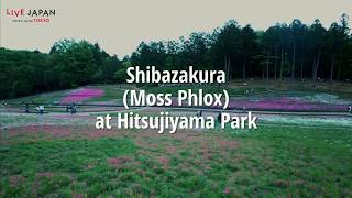 Stunning Beauty of Moss Phlox Flowers (Shibazakura) at Hitsujiyama Park! - LIVE JAPAN