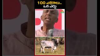 ఒక ఎద్దు.. 100 ఎకరాలు .. | PMC Health