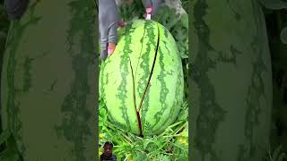 আরে এটা আবার কি রকম তরমুজ?? 🤔  #watermelon #newchannal #fruit #comedy #china itz me apon owner