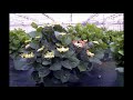 Timelapse Hydrangea Macrophylla