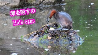 水鳥・カイツブリの抱卵　卵を温める様子　　Waterfowl incubation　a grebe