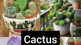 Cactus. Cuidados y Cultivo. Hermosas plantas.