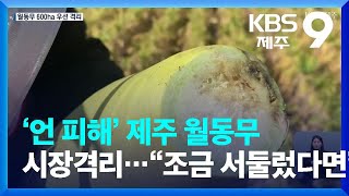 ‘언 피해’ 제주 월동무 시장격리…“조금 서둘렀다면” / KBS  2023.02.10.