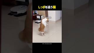 しっぽを追う猫