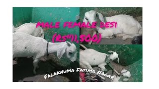 desi Bakri male female Jodi (Rs,1150) location Falaknuma Fatima Nagar/nambar 6300546046