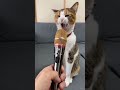 cat singing 😂 in Mike#cat #singer #meeow