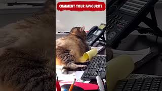 Funny Cats and Dogs Shorts Video compilation😂😂😂Funny Animals Try not to Laugh Tiktok Memes Ep 205
