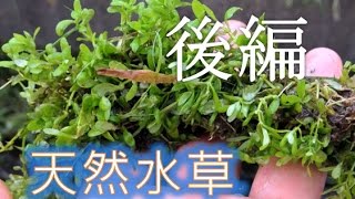 ☆田んぼの雑草水草で天然ビオトープを作るよ☆　後編　　【ノンフィクションドキュメンタリー】