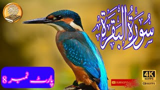 Surah al-Baqarah with Urdu Translation 2 | Surah Baqarah complete | Islamic Rizvi Tv