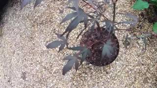 Acer palmatum 'Atrolineare' 3L from Big Plant Nursery in West Sussex, UK