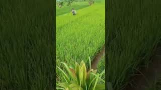 REVIEW SAWAH DEMPLOT ECO FARMING-CIPEUNDEUY KBB