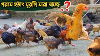 গরমে হঠাৎ মুরগি মারা যাওয়ার কারণ কি-মুরগি মারা যাওয়ার কারণ-মুরগি রোগ ও চিকিৎসা- Nur Agro