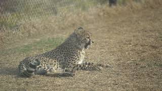 ハチを追いかけて行って刺されたらしいカール　千葉市動物公園　ズラヤ親子　チーター