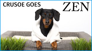 Crusoe Goes "Zen" with Petlibro Water Fountain - Cute Dachshund Video