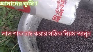 লাল শাক চাষ করার সঠিক নিয়ম জানুন।