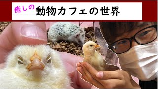 【ららぽーと東郷】動物カフェで癒されてみた！【ヒカキンアニマルズ】