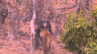 Tiger vs bear real fight