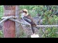 kookaburra family