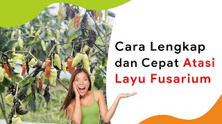 Cara Mengatasi Layu Fusarium, Cepat dan Lengkap