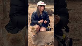 鹿と触れ合いを楽しむ観光客🫎NARA  PARK