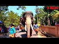 മംഗലാംകുന്ന് അയ്യപ്പൻ വില്ലനോ നായകനോ part 1 mangalamkunnu ayyappan elephant full story