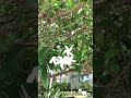 white flower | nature | windy | outdoors | original sound | green | plant | Singapore Asia | tree