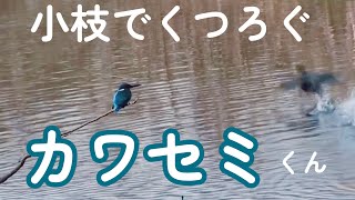 小枝でのんびりとリラックスするカワセミくん