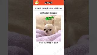 귀염뽀짝 강아지를 키우는 사람들2ㅋㅋㅋ