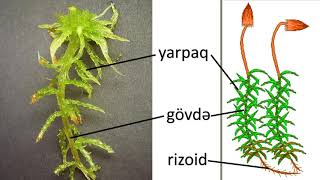 Biologiya 7-ci sinif 8. Ali sporlu bitkilər. Mamırlar şöbəsi