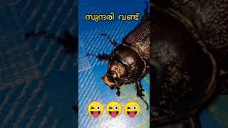 #SHORTS സുന്ദരി വണ്ട് 😜😜😜🐞🐞🐞