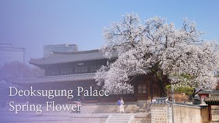 Apricot trees at Deoksugung Palace's Seogeodang / 덕수궁 석어당 살구나무