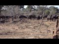 Chitake Springs-Mana Pools 2012-Buffalo Encounter