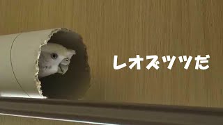 梵天セキセイインコレオ 久々のツツくぐり