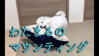 子犬わたまるのマウンティング動画｜クッションに激しく当たるビションフリーゼ