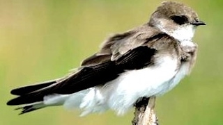 Sand Martin Bird