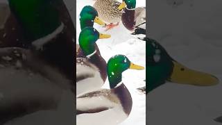 Mallards in a Snowy Wonderland #shorts