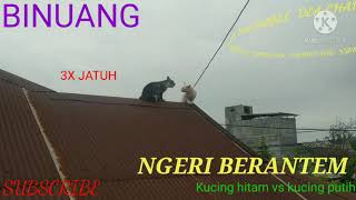 NGERI KUCING BERANTEM 3X JATUH