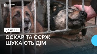 Два евакуйованих собаки з прифронтових територій живуть в притулку на Рівненщині