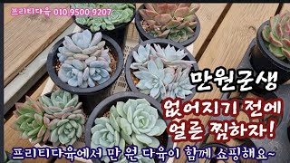 프리티다육에 무조건 만 원 군생 다육이들 너무 예뻐요 ~프리티다육 010.9500.9207