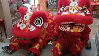 新加坡南仙龙狮体育会 Singapore Nam Sieng Twin Lion Dance Cai Qing Performance at 新加坡包公庙 CNY Day 9 初九