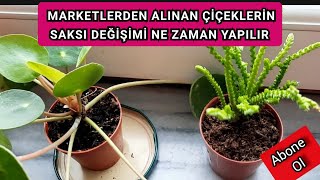 MARKETLERDEN ALINAN ÇİÇEKLERİN SAKSI DEĞİŞİMİ NE ZAMAN ve Nasıl Yapılır? Çiçek Saksı Değişimi.