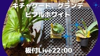 キチャクウード、グランデ、ビフルホワイト板付LIVE　ご依頼ありがとうございます。