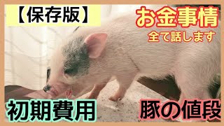 【完全保存版】マイクロブタを飼う為の初期費用、お金事情全て話します【I will tell you all about the price of pigs】#micropig #値段 #豚#お迎え