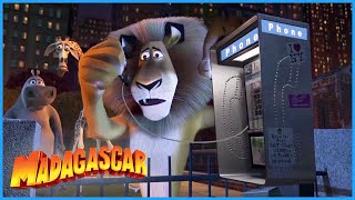 DreamWorks Madagascar | Oh NO, Marty is Gone! | Madagascar Movie Clip   Madagascar | Kids Movies