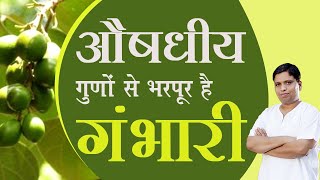 औषधीय गुणों से भरपूर है गंभारी | Acharya Balkrishna