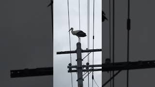 与謝野町四辻のコウノトリ、巣塔を建てたい！