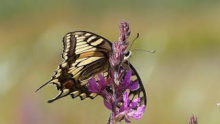 Common swallowtail, Koninginnenpage