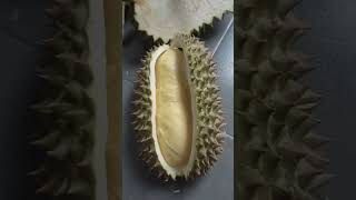 #ทุเรียนหมอนทอง #นราธิวาส #Durian #narathiwat #thailand #2023