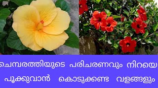 Hibiscus plants care/ boost flowers on Hibiscus /  (ചെമ്പരത്തി നിറയെ പൂക്കുവാൻ )