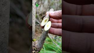 Satisfying and relaxing grafting techniques #shorts #gardening #nature